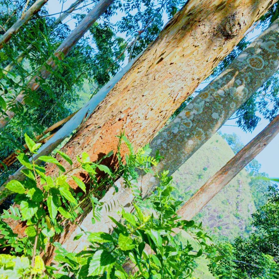 Rose Dale Homestay エッラ エクステリア 写真